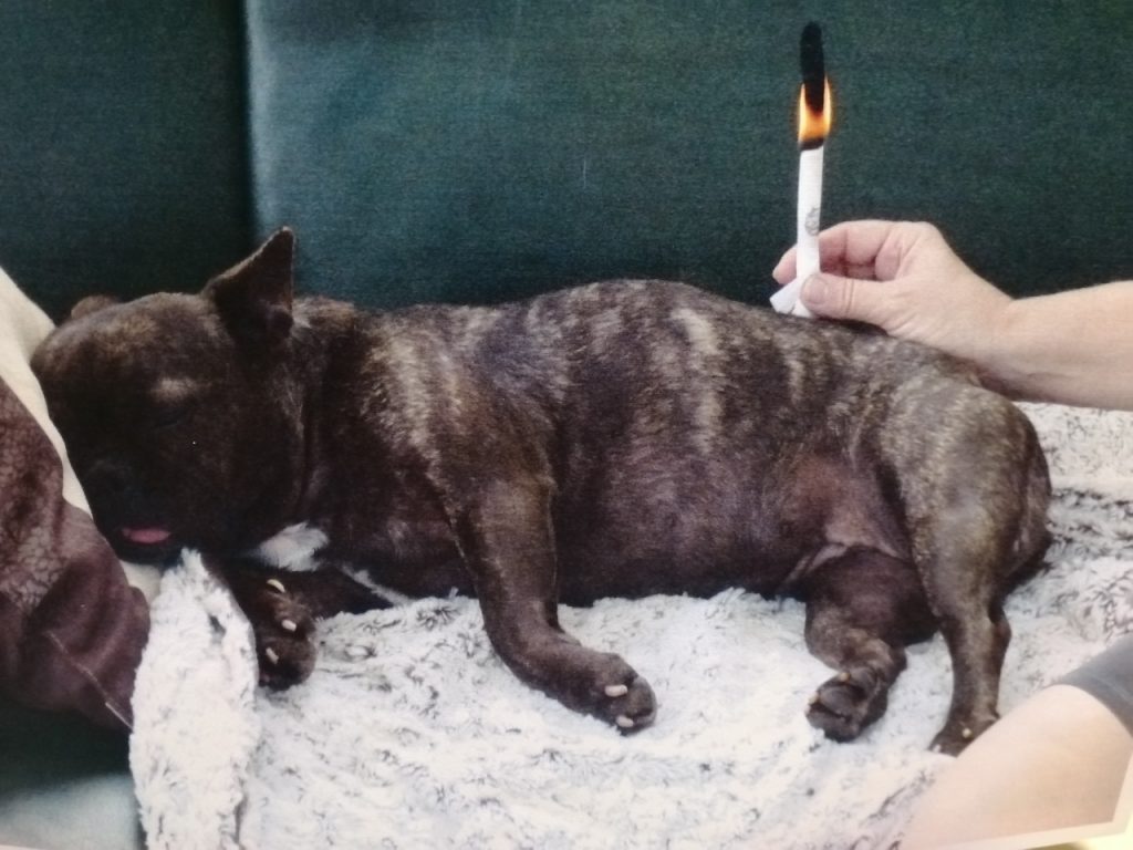 Dieses Bild hat ein leeres Alt-Attribut. Der Dateiname ist KOeKE-Tiere-1024x768.jpg